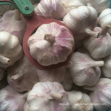 New Crop China/Chinese Normal white Fresh Garlic Price